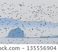 Flock of seabirds Sea Island 135556904