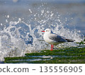 Black-headed gulls at the shore 135556905