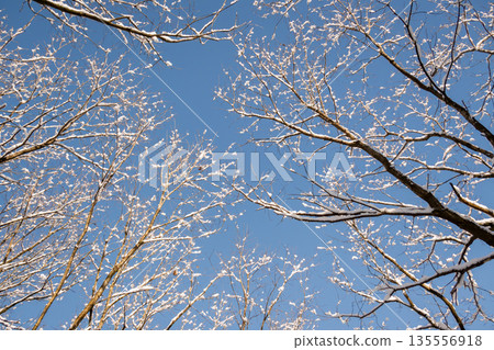 藍天白雲，白雪皚皚的樹枝。 135556918