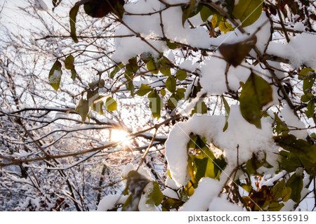 Winter sun and snow shining through the gaps in the trees Winter sun and snow shining through the gaps in the trees 135556919