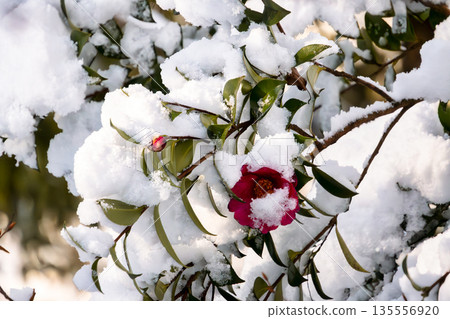 Red camellia flowers blooming covered in snow Red camellia flowers blooming covered in snow 135556920