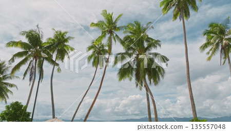 Lush palm trees sway under a bright blue sky with white clouds, overlooking turquoise Pacific beach and distant mountains in Savusavu, Fiji tranquil island getaway. Nature background, travel landscape Lush palm trees sway under a bright blue sky with white clouds, overlooking turquoise Pacific beach and distant mountains in Savusavu, Fiji tranquil island getaway. Nature background, travel landscape 135557048