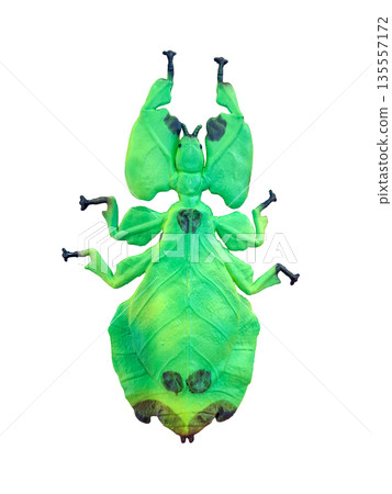 A plastic model of a leaf insect Phyllium is placed on a white background. The model showcases the unique shape and color of the insect, highlighting its resemblance to actual leaves. A plastic model of a leaf insect Phyllium is placed on a white background. The model showcases the unique shape and color of the insect, highlighting its resemblance to actual leaves. 135557172