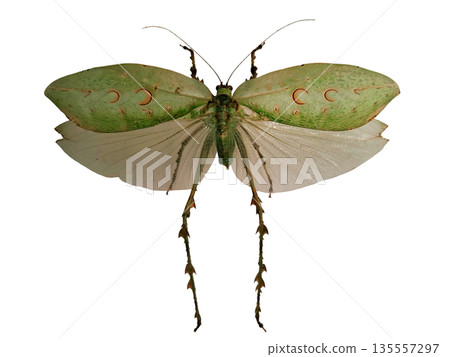 Giant tropical grasshopper Ancylecha fenestrata is seen isolated against a neutral background. The insect displays its large wings and distinct patterns, highlighting its body structure. Giant tropical grasshopper Ancylecha fenestrata is seen isolated against a neutral background. The insect displays its large wings and distinct patterns, highlighting its body structure. 135557297