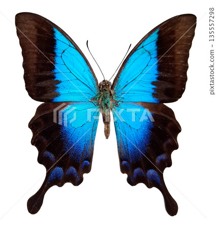 Its wings fully open, revealing bright blue colors and dark edges. It is isolated against a plain background, allowing full focus on its features. 135557298