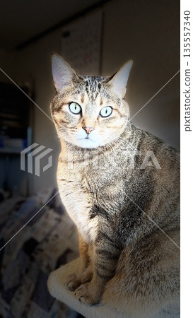 【救援貓】5歲虎斑貓在貓爬架上休息 135557340