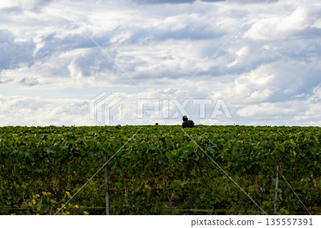 Epernay, Marne, Grand-Est, France, August, 28th, 2025, Champagne Area, Worker tending vineyard under 135557391