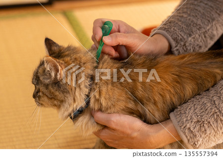 A person applying flea medicine to a rusty cat's neck in a tatami room. 135557394