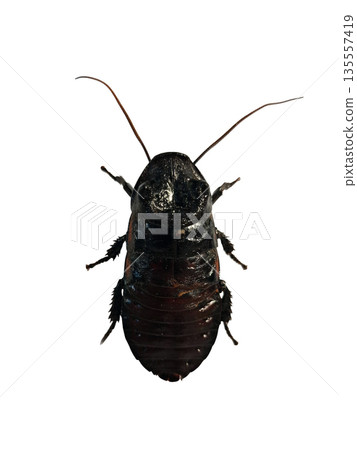 A giant tropical cockroach is shown on a plain white background. The insect is exhibiting its body structure and long antennae. It shows different parts with clear detail. 135557419