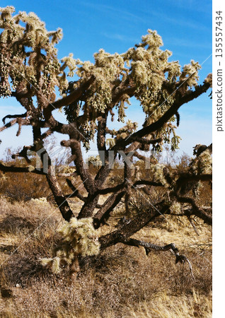 Cholla cactus, Sonora Desert, Mid Winter 135557434