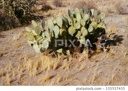 Prickly Pear Cactus Sonora Desert Arizona Prickly Pear Cactus Sonora Desert Arizona 135557435
