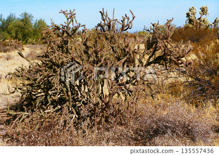 Cholla cactus, Sonora Desert, Mid Winter Cholla cactus, Sonora Desert, Mid Winter 135557436