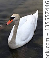 Close-up of a swan on the calm water of a park pond 135557446