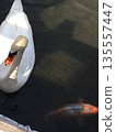 Close-up of a swan and carp on the calm waters of a park pond 135557447