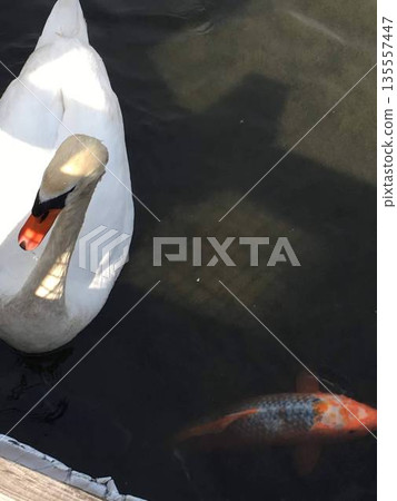 Close-up of a swan and carp on the calm waters of a park pond 135557447