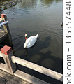 A swan on the calm waters of a park pond 135557448