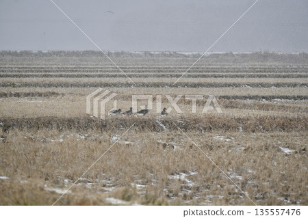 Greater White-fronted Geese Flocking in a Rice Field Greater White-fronted Geese Flocking in a Rice Field 135557476