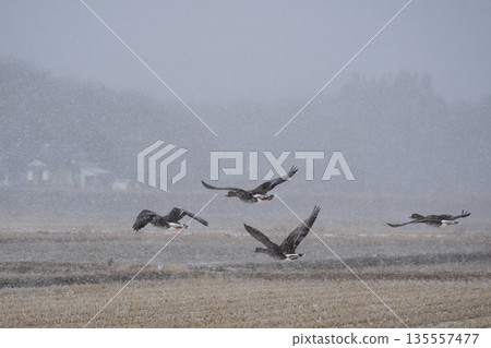 Magan flying in the fog Magan flying in the fog 135557477