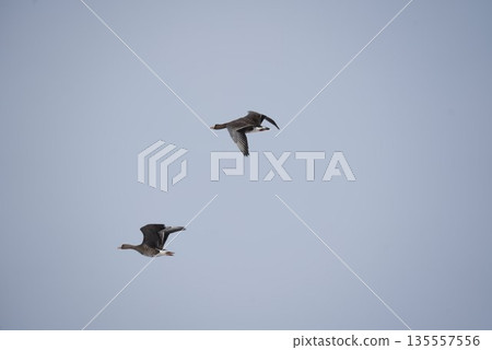 Magan that fly in the sky 135557556