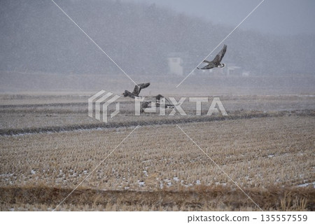 Greater White-fronted Geese Flying in the Snow Greater White-fronted Geese Flying in the Snow 135557559