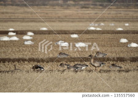 一群野生鳥類在冬季的稻田裡覓食。 135557560