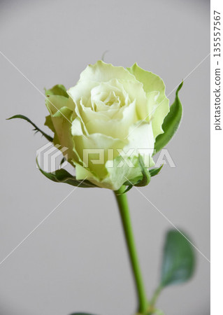 Green roses Green roses 135557567