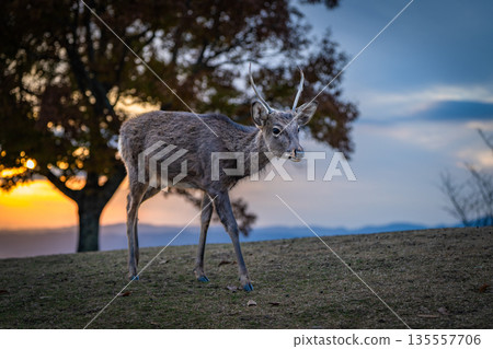[秋天] 奈良公園、若草山鹿 [傍晚景色] 135557706
