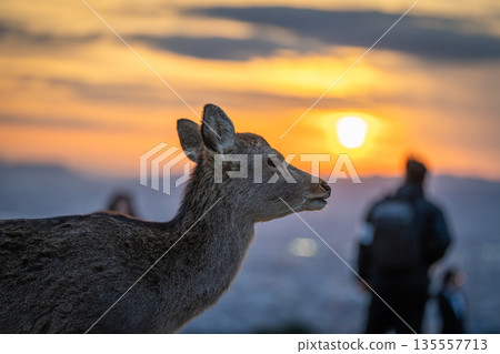 [秋天] 奈良公園、若草山鹿 [傍晚景色] 135557713