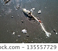 Fish bones and shells washed up on the beach 135557729