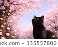 A cat enjoying cherry blossom viewing under a cherry tree in full bloom 135557800