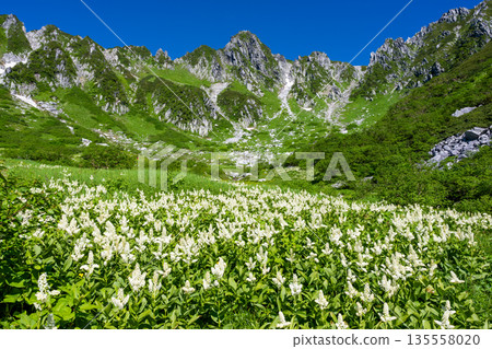 中央阿爾卑斯山千丈庵冰斗和霍肯山的盛開風鈴草 中央阿爾卑斯山千丈庵冰斗和霍肯山的盛開風鈴草 135558020