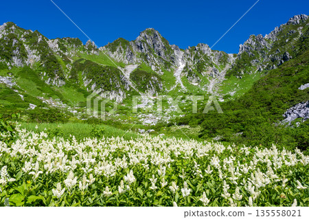中央阿爾卑斯山千丈庵冰斗和霍肯山的盛開風鈴草 中央阿爾卑斯山千丈庵冰斗和霍肯山的盛開風鈴草 135558021
