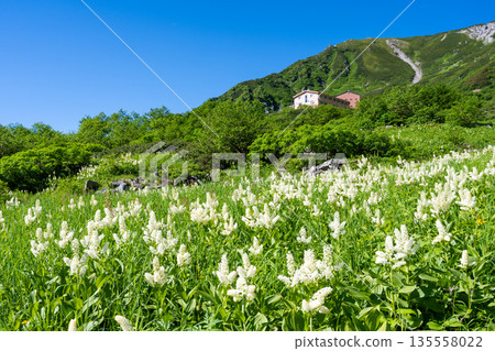 The blooming bellflowers of Senjojiki Cirque in the Central Alps and Mount Hoken 135558022