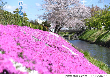 Cherry blossoms and mushrooms 135558236