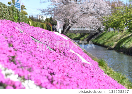 Cherry blossoms and mushrooms Cherry blossoms and mushrooms 135558237