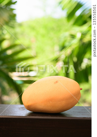 Fresh Mango with Tropical Leaves Background for Healthy Lifestyle Concept Fresh Mango with Tropical Leaves Background for Healthy Lifestyle Concept 135558501