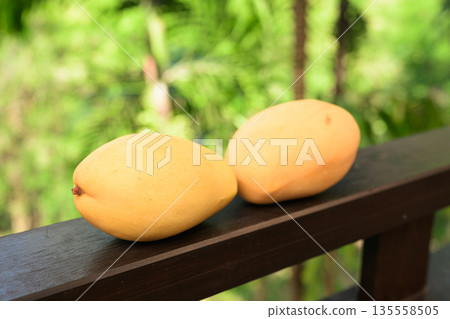 Fresh Mangoes with Tropical Leaves Background for Healthy Lifestyle Concept Fresh Mangoes with Tropical Leaves Background for Healthy Lifestyle Concept 135558505