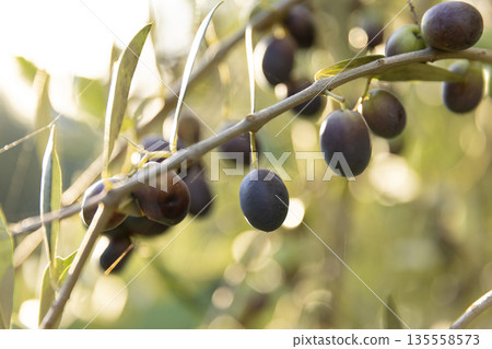 Olive tree with black ripe olives in an olive garden . Olive tree lit by the rays of the sun 135558573