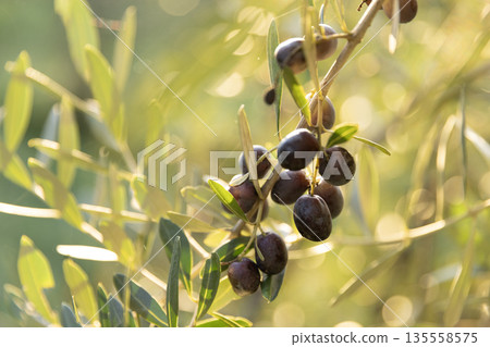 Olive tree with black ripe olives in an olive garden . Olive tree lit by the rays of the sun 135558575