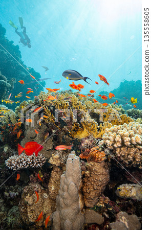 Underwater Tropical Corals Reef with Colorful Sea Fish . Marine Life Sea World . Tropical Colourfull Underwater Seascape Underwater Tropical Corals Reef with Colorful Sea Fish . Marine Life Sea World . Tropical Colourfull Underwater Seascape 135558605