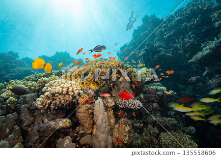 Underwater Tropical Corals Reef with Colorful Sea Fish . Marine Life Sea World . Tropical Colourfull Underwater Seascape 135558606