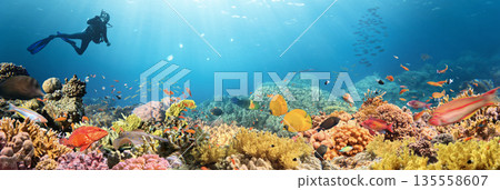 Underwater Tropical Corals Reef with Colorful Sea Fish . Marine Life Sea World . Tropical Colourfull Underwater Seascape 135558607