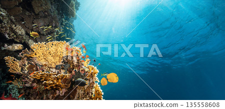 Underwater Tropical Corals Reef with Colorful Sea Fish . Marine Life Sea World . Tropical Colourfull Underwater Seascape 135558608