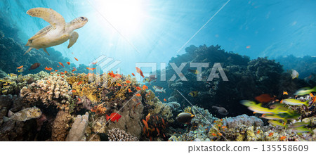 Underwater Tropical Corals Reef with Colorful Sea Fish . Marine Life Sea World . Tropical Colourfull Underwater Seascape 135558609