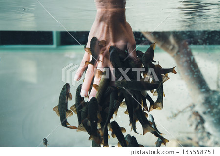 Closeup of a woman hand submerged in water with a school of fish 135558751