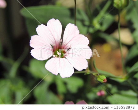 石竹科植物的粉紅色花朵,在春夏季節(4月至6月)盛開。 石竹科植物的粉紅色花朵,在春夏季節(4月至6月)盛開。 135558972