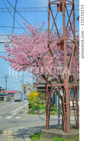 Cherry blossoms are blooming in April in Aizu-Wakamatsu 135559153