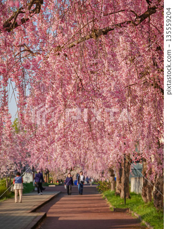 Cherry blossoms are blooming in April in Aizu-Wakamatsu 135559204