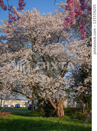 Cherry blossoms are blooming in April in Aizu-Wakamatsu Cherry blossoms are blooming in April in Aizu-Wakamatsu 135559205
