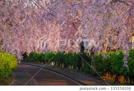 Cherry blossoms are blooming in April in Aizu-Wakamatsu 135559208
